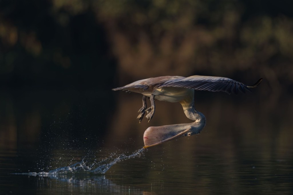 VỊ TRUYỀN THÔNG