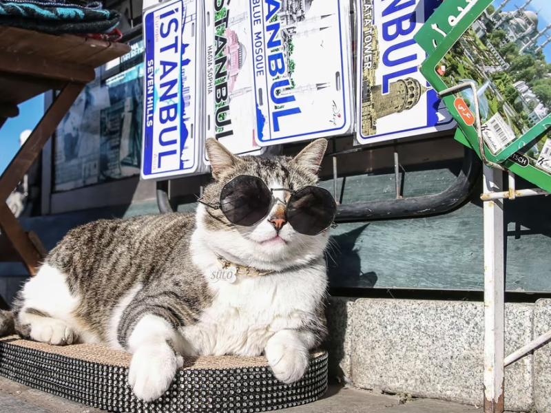 SÁNG TẠO TỐI DẠY 10 – HUẤN&nbsp;LUYỆN